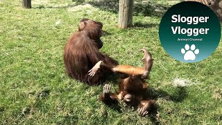 Orangutan Babies Keep On Rolling