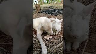 Dogs eat duck eggs