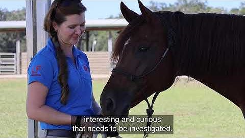 Research Discoveries: Equine Genetics