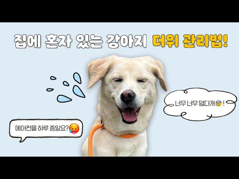 강아지 에어컨 하루종일 틀어줘야 한다고요? 🌬️ l 1문 1답 Q&A l 설채현 행동학 수의사