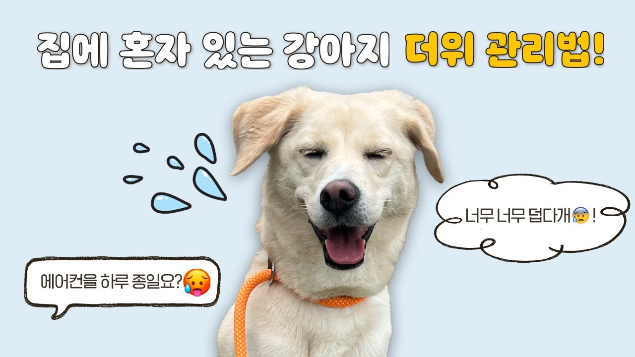 강아지 에어컨 하루종일 틀어줘야 한다고요? 🌬️ l 1문 1답 Q&A l 설채현 행동학 수의사