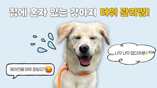 강아지 에어컨 하루종일 틀어줘야 한다고요? 🌬️ l 1문 1답 Q&A l 설채현 행동학 수의사