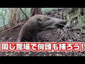 #150【有害鳥獣駆除】同じ場所で何度も捕るためのちょっとしたコツ！ - A way to catch the next prey in the same place!