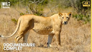 Savane Indomptable - Le Cœur De Lafrique Sauvage Documentaire Animalier