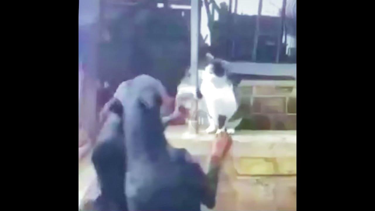 Cat Slapping Dogs YouTube