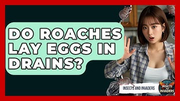 Do Roaches Lay Eggs In Drains? - Insects and Invaders