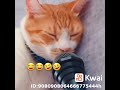 شخير القطط وهي نايمه هههه كانها بتغنيي   