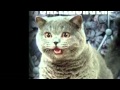 Miniature de la vidéo de la chanson Heavy Metal Cats! Key Of Awesome #1