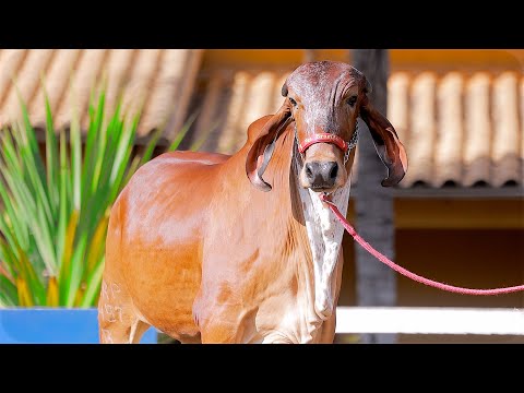 LOTE 13   RRP 9497 Campainha FIV de Brasília