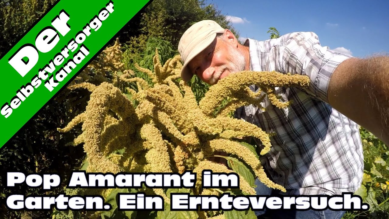 Amarant wie Milchreis Rezept vegan | Der Bio Koch #613