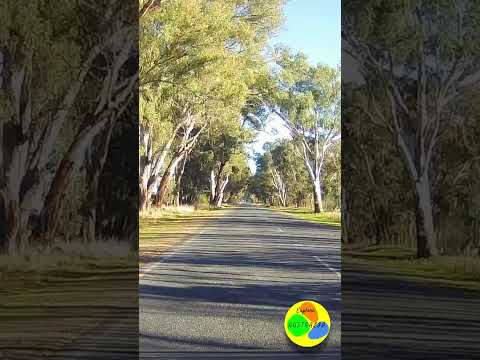 Driving through Violet town Victoria. #australiatravel #australia