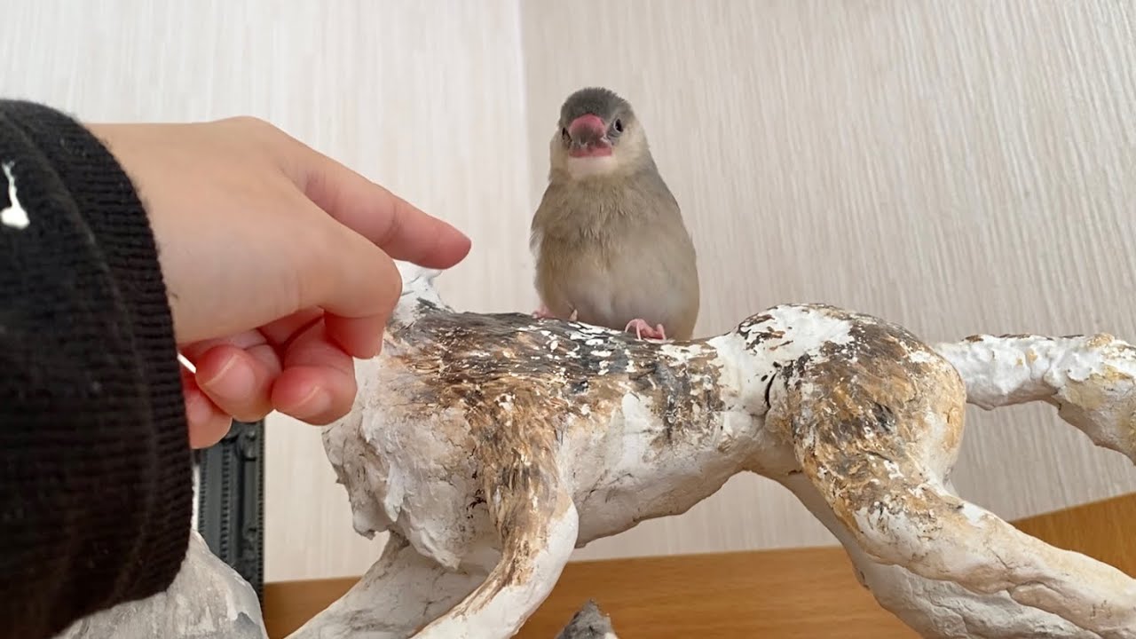 色んな場所に行ってみたい文鳥の中雛 - YouTube