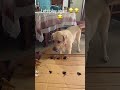 Clever dog😆😆😃😀😋#dog #doglover #shorts #shortvideo #short #comedy #cute #music #latestupdate