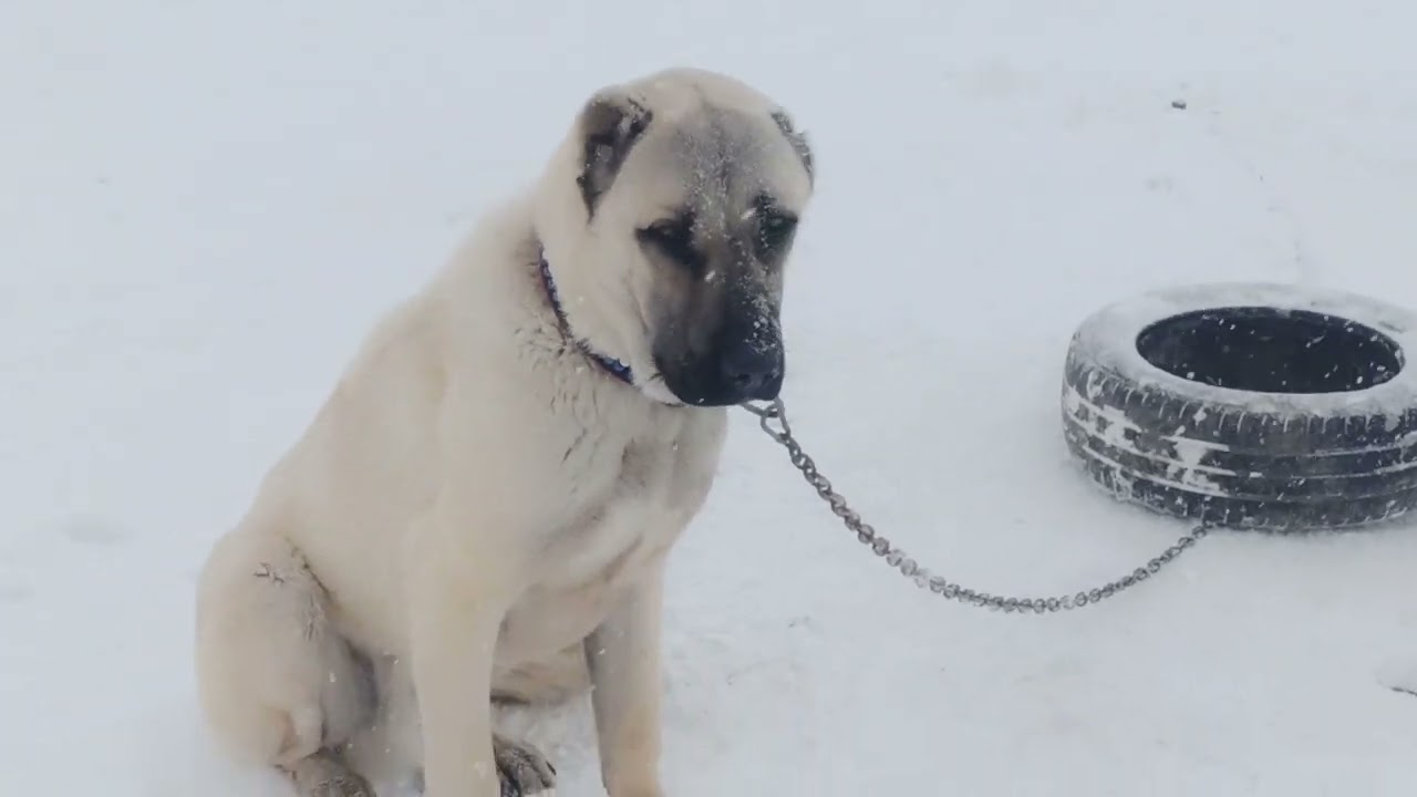 KURTLAR KORKMUYOR İNSANLADAN 🐺🐺
