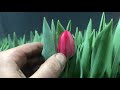 Вирощування тюльпанів/Вигонка тюльпанів/Продовження