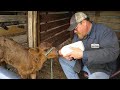 The Truth About Bottle calves