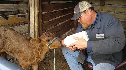 The Truth About Bottle calves