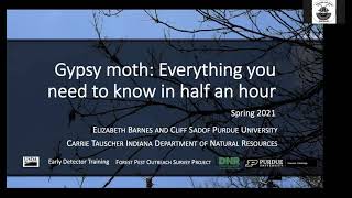 Gypsy Moth: Everything you Need to Know in 30 Minutes