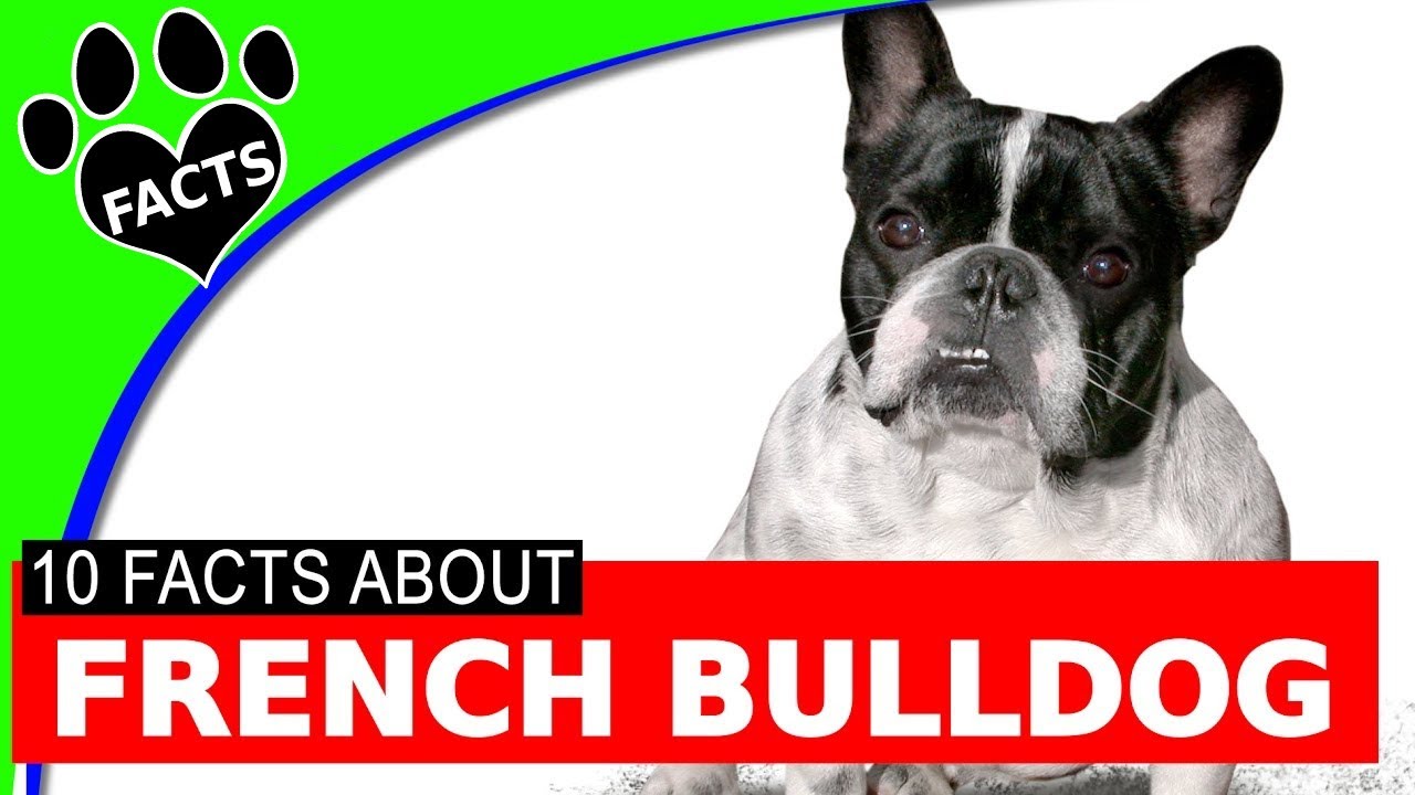 Dogs 101: French Bulldogs Cutest Small Dog Breeds Most Popular - Animal Facts