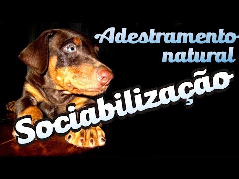 Curso Adestramento natural - 20 - Sociabilização / Cães devem ser destemidos