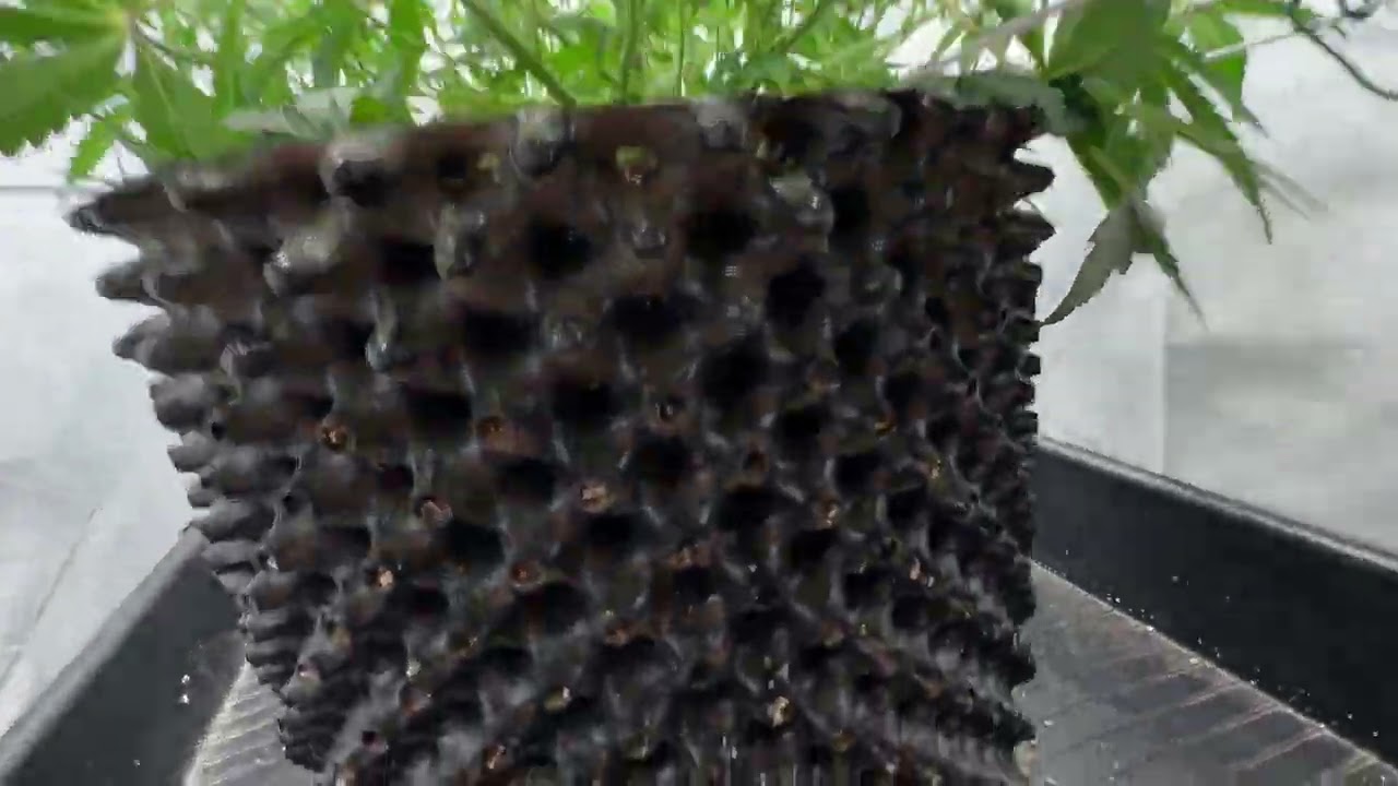 Amnezia Auto - Soma Seeds - Flowering in Full