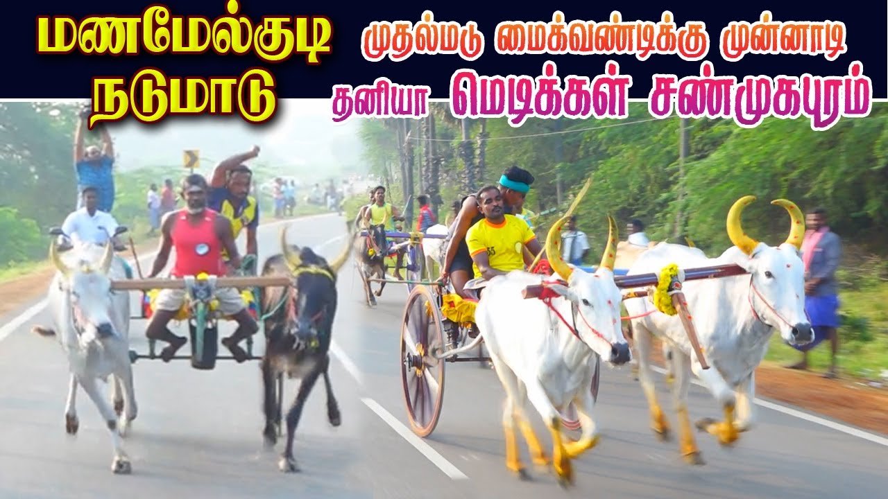 நடுமாடு மணமேல்குடி புதுக்கோட்டை மா 24/12/2022 Nadumadu Manamelkudi ksk rekla race tn rekla race