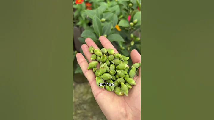 #茶花  可以用3號喜酸植物型營養液，她喜歡酸性的土壤，只有餵飽她，才能葉片好，愛開花#花卉綠植 #家庭種植 #養花小知識 - 天天要聞