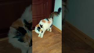 🤣Среда... #юмор #позитив #приколы #cat #веселыекоты #funny #видосыоткота