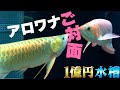 【1億円水槽】アロワナ運命のご対面!お見合いの結果はいかに!?