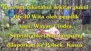 Miris Pencuri Sapi Langsung Sembelih Di Tegalan Wayan Cindra Hanya Temukan Tinggal Tulang