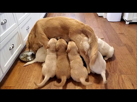 Golden Retriever Puppies Nursing
