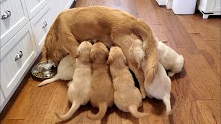 Golden Retriever Puppies Nursing