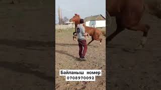 🐴УШУЛ ДАНЧАК САТУУГА ЧЫКТЫ🏇 #жалал_абад #баткен #кыргызстан  #бишкек