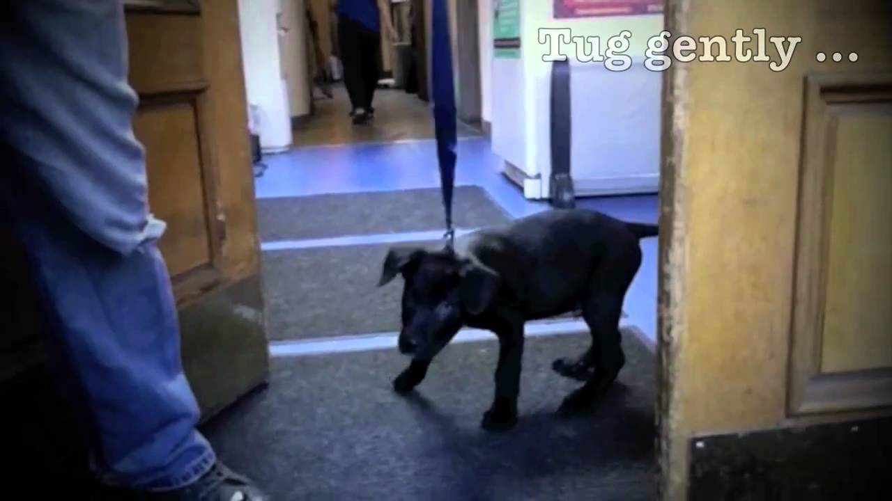 puppy scared of walks