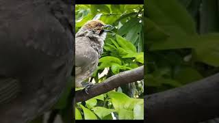 Download Lagu Cucak rowo dihutan buatan MP3