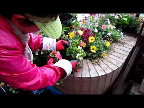 オープンガーデン サンフラワー宮崎 花植栽ボランティア Youtube