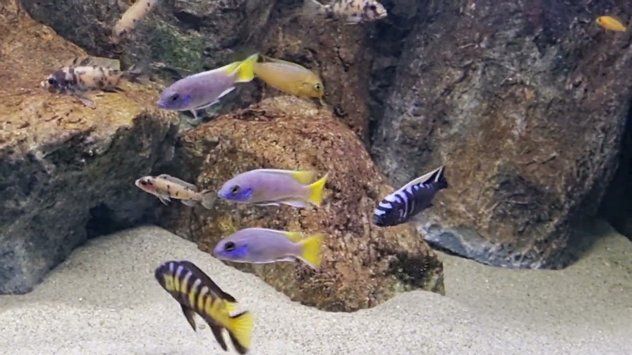 elongatus chailosi VS cynotilapia ndonga deep 🤣🤣