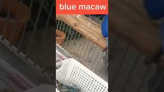 blue macaw hand tame parrot macawparrots#shorts#parrot