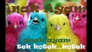 Download lagu Anak Ayam..TEK KOTEK KOTEK I Lagu Anak Pembelajaran Mengenal Hewan