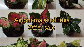 Aglonema seedlings from 70 ₹// offer sale// YouTube video # online sale