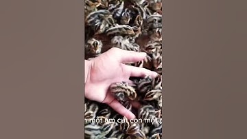 Quy Trình Kỹ Thuật Nuôi Chim Cút Tại Nhà - Bí Quyết Thành Công