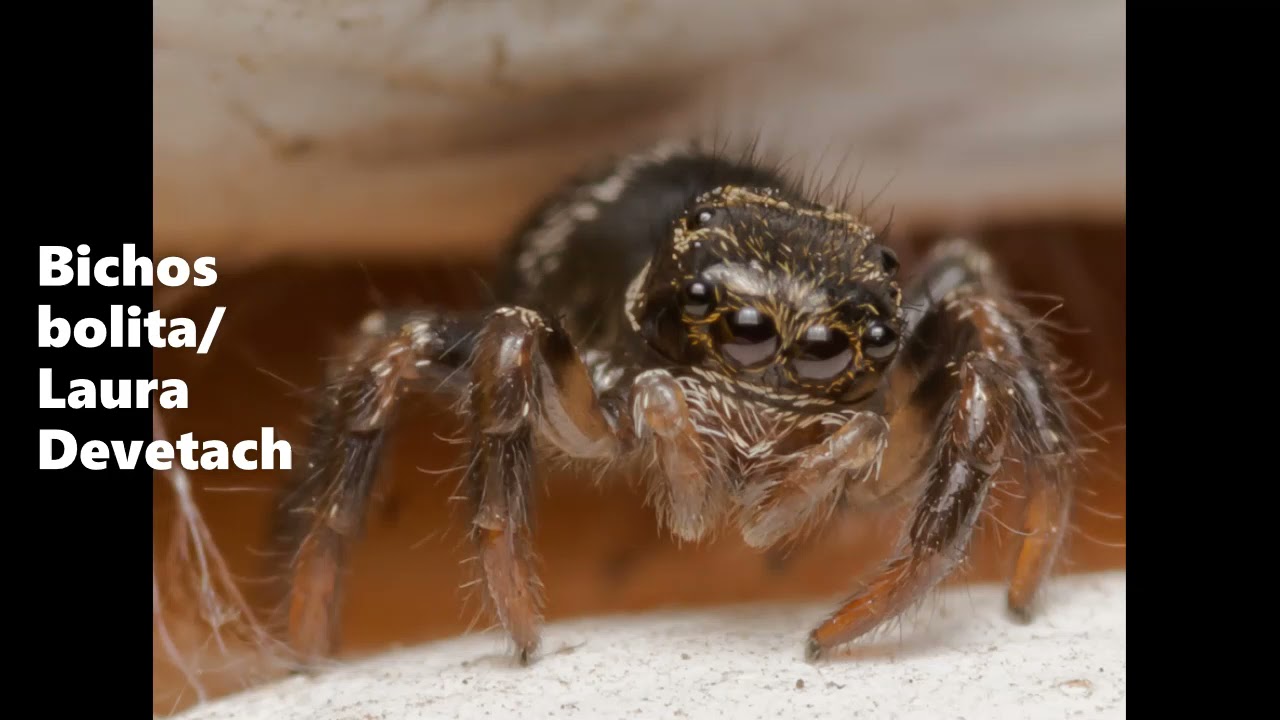 Abrazamos a los animales