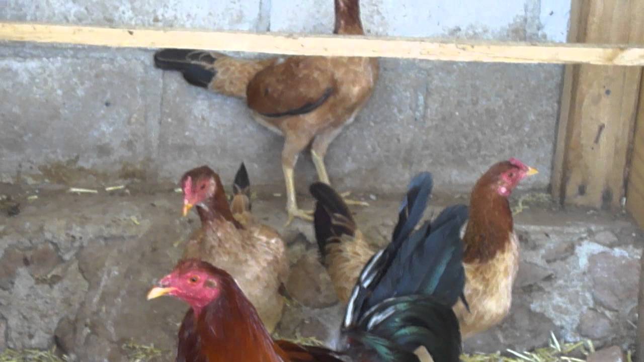 gallo radio con gallinas 1/2 asil 1/2 black mamba sweater - YouTube