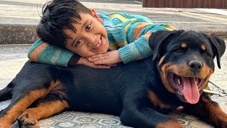 #vlog 12 ||playing with Theo #dog #trending #funny #doglover #youtubeshorts #shorts #love