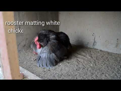 Chickens Mating Compilation #crossing #trending