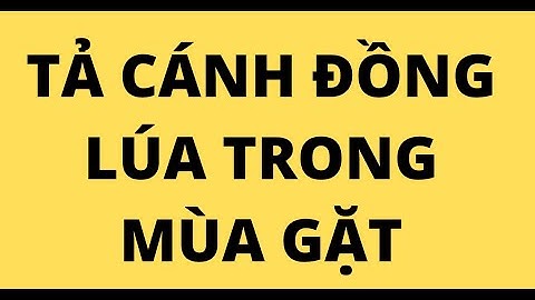 Bài văn viết về đồng lúa lớp 7