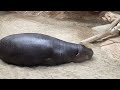 神戸どうぶつ王国ミニカバ