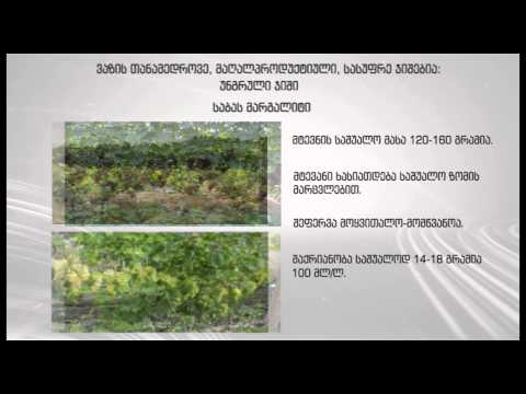 ყურძნის სასუფრე ჯიშების მოყვანა #13