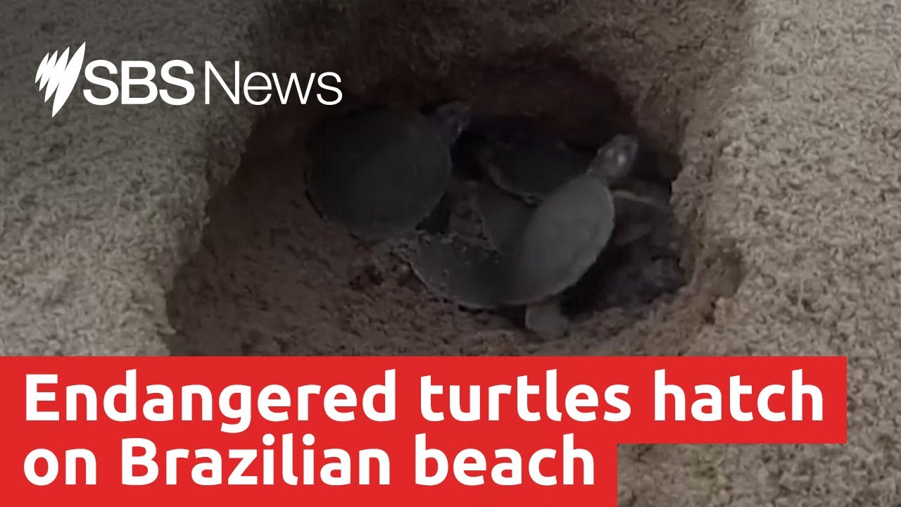 Endangered giant river turtles hatch in Brazil | SBS News - YouTube