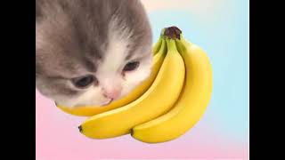 banana + cat= bananacat Happihappihappi